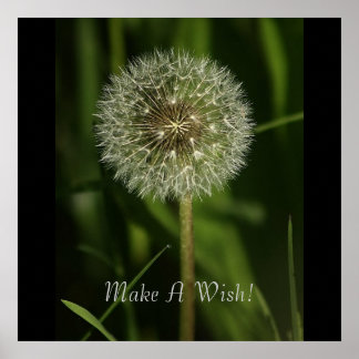 Poster Plantes et eau