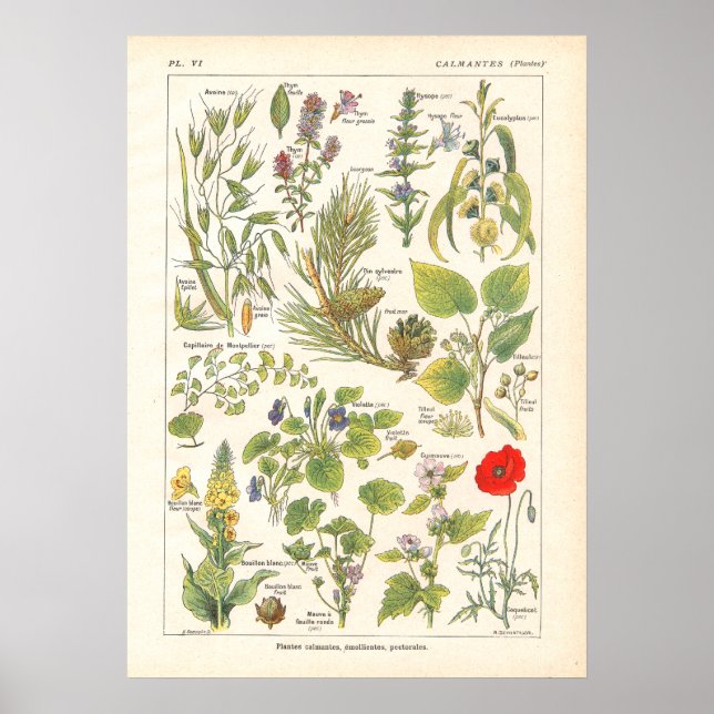 Poster Plantes médicinaux calmer l'émollient imprimer en  (Devant)