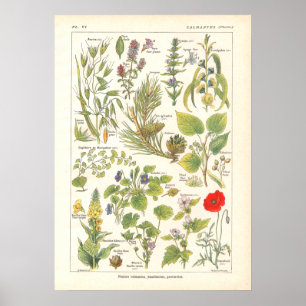 Poster Plantes médicinaux calmer l'émollient imprimer en