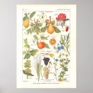 Poster Plantes médicinaux Rafraîchir Imprimer en français