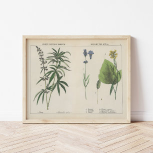 Poster Plantes utiles   Charlotte Mary Yonge