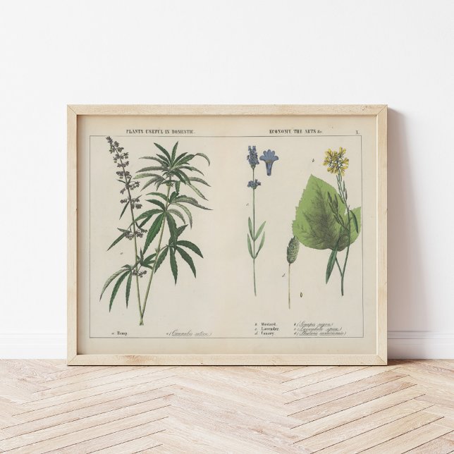 Poster Plantes utiles | Charlotte Mary Yonge (Créateur téléchargé)