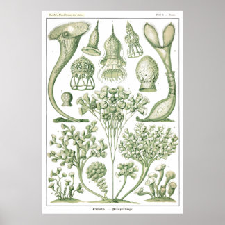 Poster Plaque 03 Ciliata.
