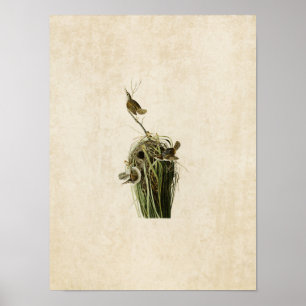 Poster Plaque 100 Marsh Wren Oiseaux d'Amérique