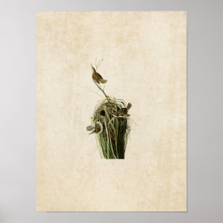 Poster Plaque 100 | Marsh Wren | Oiseaux d'Amérique
