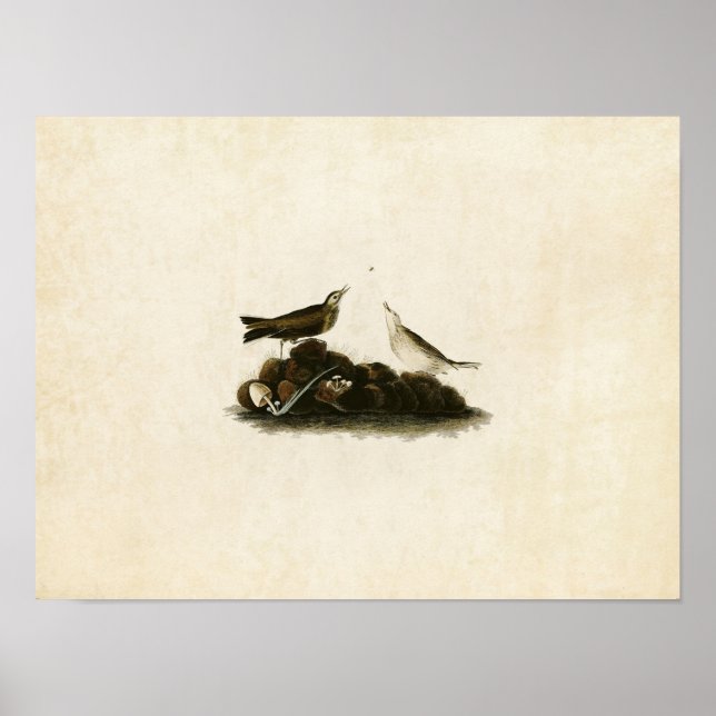 Poster Plaque 10 | Titlark Brown | Oiseaux d'Amérique (Devant)