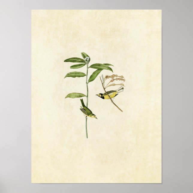 Poster Plaque 110 | Paruline à capuchon | Oiseaux d'Améri (Devant)