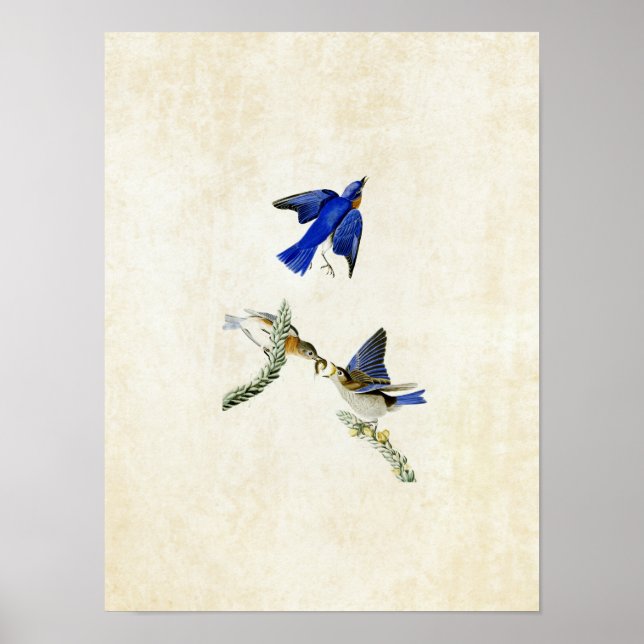 Poster Plaque 113 | Bluebird | Oiseaux d'Amérique (Devant)