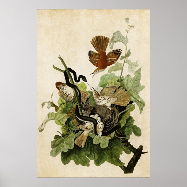 Poster Plaque 116 | Frugineuse Grive | Oiseaux d'Amérique (Devant)