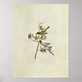 Poster Plaque 120 | Pewit Flycatcher | Oiseaux d'Amérique