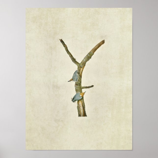 Poster Plaque 125 | Nuthatch à tête Brown (Devant)