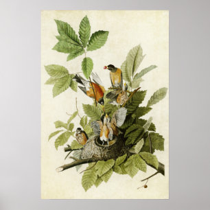 Poster Plaque 131 American Robin Oiseaux d'Amérique