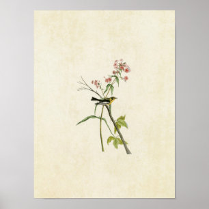 Poster Plaque 135   Paruline noire