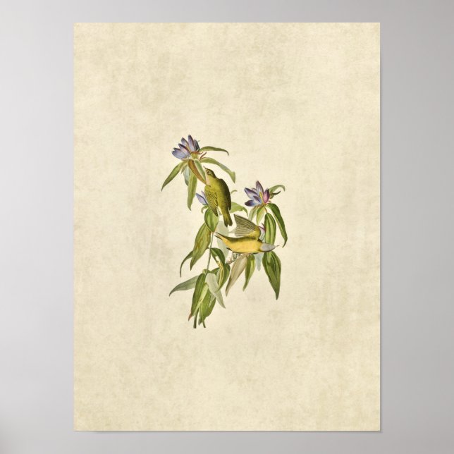 Poster Plaque 138 | Paruline du Connecticut | Oiseaux d'A (Devant)