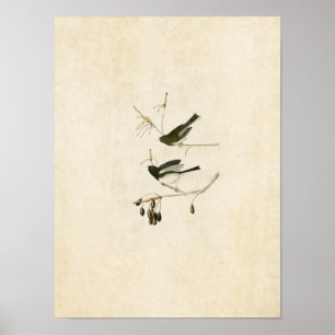Poster Plaque 13 Oiseau de neige Oiseaux d'Amérique