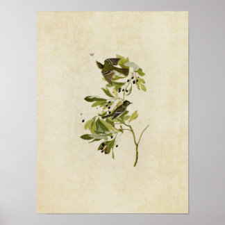 Poster Plaque 144 | Petit Moucherolle à crête verte