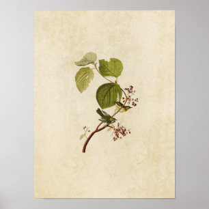 Poster Plaque 148 Paruline des marais de pin Oiseaux