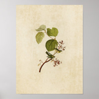 Poster Plaque 148 | Paruline des marais de pin | Oiseaux 