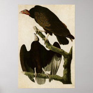 Poster Plaque 151   Turquie Buzzard   Oiseaux d'Amérique
