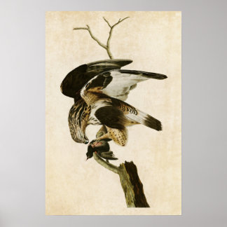 Poster Plaque 166 | Faucon à pattes rugueuses | Oiseaux d