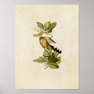 Poster Plaque 169 Mangrove Cuckoo Oiseaux d'Amérique