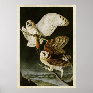 Poster Plaque 171 | Barn Owl | Oiseaux d'Amérique