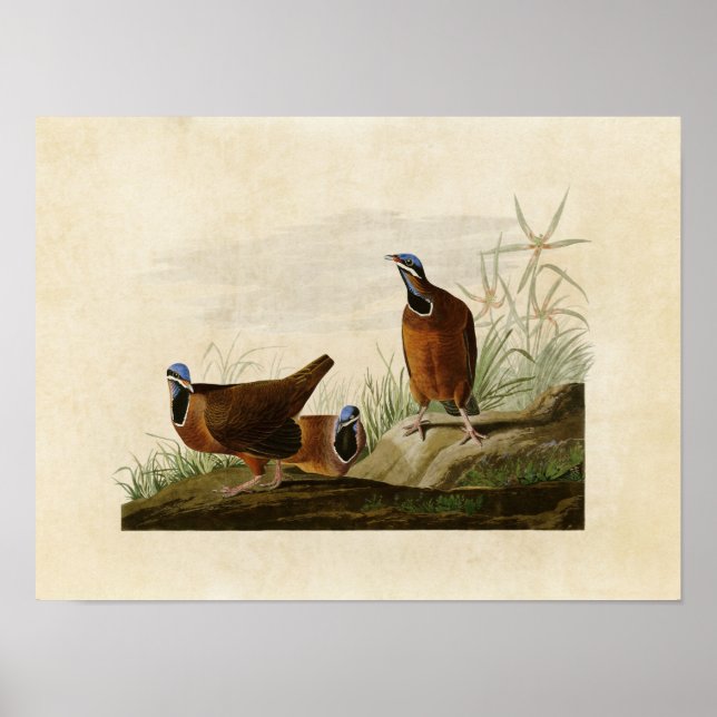 Poster Plaque 172 | Pigeon à tête bleue | Oiseaux d'Améri (Devant)