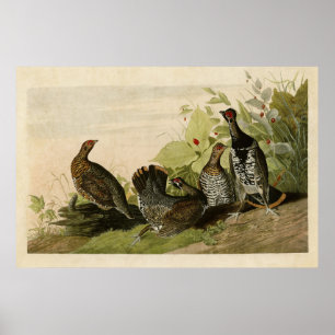 Poster Plaque 176   Grous tacheté   Oiseaux d'Amérique