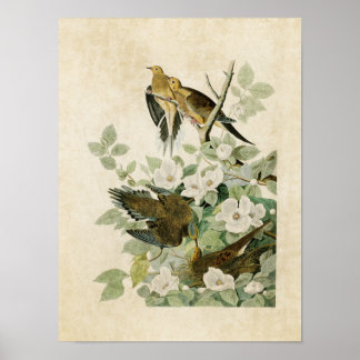 Poster Plaque 17 | Carolina Turtle Dove | Oiseaux d'Améri