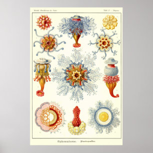 Poster Plaque 17 Siphonophorae