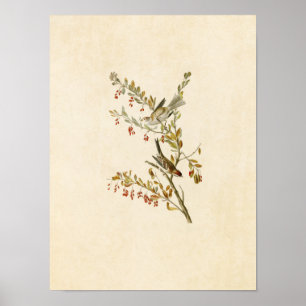 Poster Plaque 188   Éperon de l'arbre   Oiseaux d'Amériqu