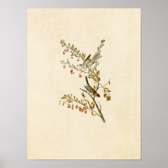 Poster Plaque 188 | Éperon de l'arbre | Oiseaux d'Amériqu (Devant)