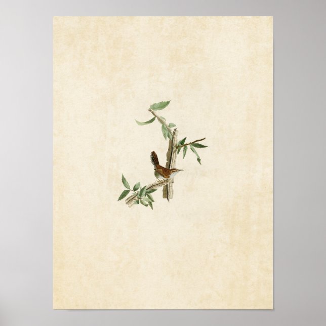 Poster Plaque 18 | Bewick's Wren | Oiseaux d'Amérique (Devant)