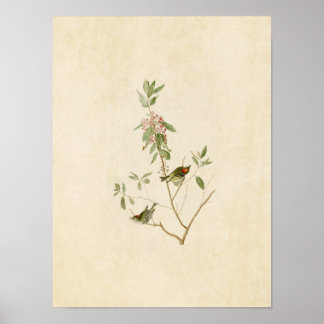 Poster Plaque 195 | Ruby-Crowned Wren | Oiseaux d'Amériqu