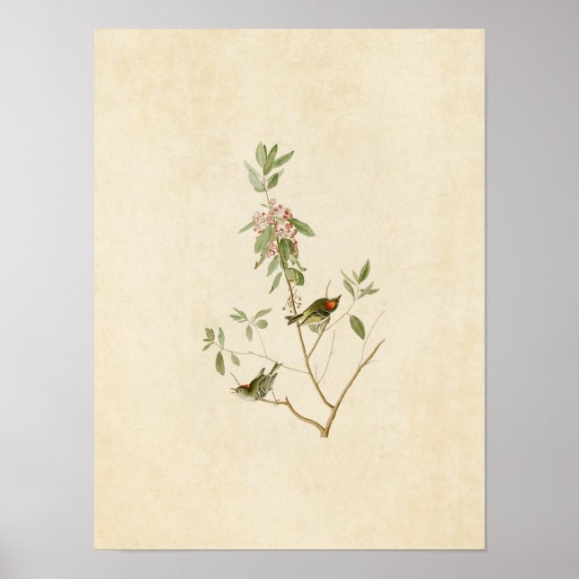 Poster Plaque 195 | Ruby-Crowned Wren | Oiseaux d'Amériqu (Devant)