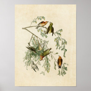Poster Plaque 197   Bec-croisé américain   Oiseaux d'Amér