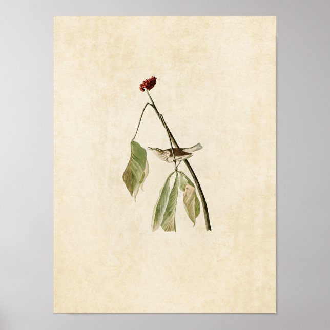 Poster Plaque 19 | Louisiana Water Thrush (Devant)