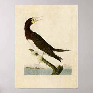 Poster Plaque 207 | Booby Gannet | Oiseaux d'Amérique