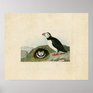 Poster Plaque 213 Puffin Oiseaux d'Amérique