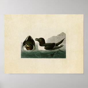 Poster Plaque 214 Razorbill Oiseaux d'Amérique