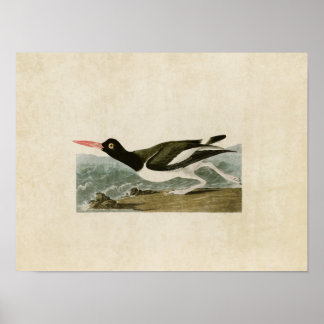 Poster Plaque 223 | Pied Oystercatcher | Oiseaux d'Amériq
