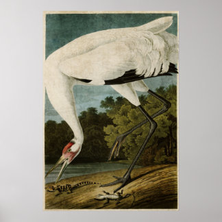 Poster Plaque 226 | Grue blanche | Oiseaux d'Amérique
