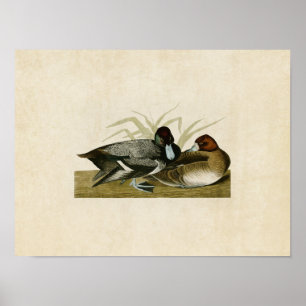 Poster Plaque 229 Canard à soupe Oiseaux d'Amérique