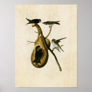 Poster Plaque 22   Purple Martin   Oiseaux d'Amérique