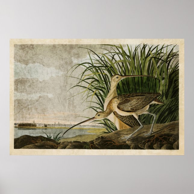 Poster Plaque 231 | Courlis à long bec | Oiseaux d'Amériq (Devant)