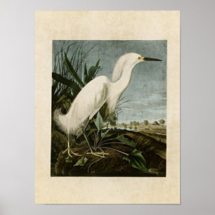 Poster Plaque 242   Héron de neige ou aigrette blanche
