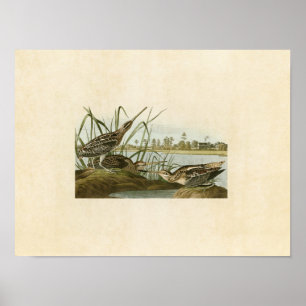 Poster Plaque 243 American Snipe Oiseaux d'Amérique