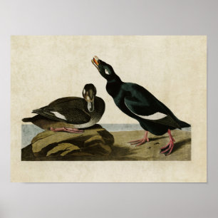 Poster Plaque 247   Velvet Duck   Oiseaux d'Amérique