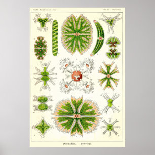 Poster Plaque 24 Desmdiea