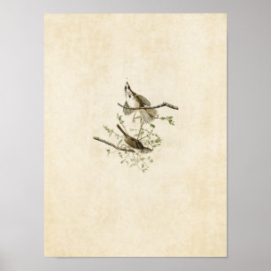 Poster Plaque 25   Song Sparrow   Oiseaux d'Amérique